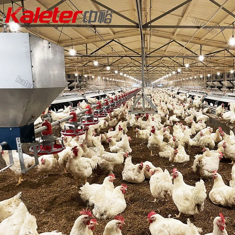 Hähnchen züchter Automatische Hähnchen-Feeder-Linie Automatische Broiler zucht Komplette Satup-Maschine für - Züchter Geflügel Ausrüstung - foodmachtech